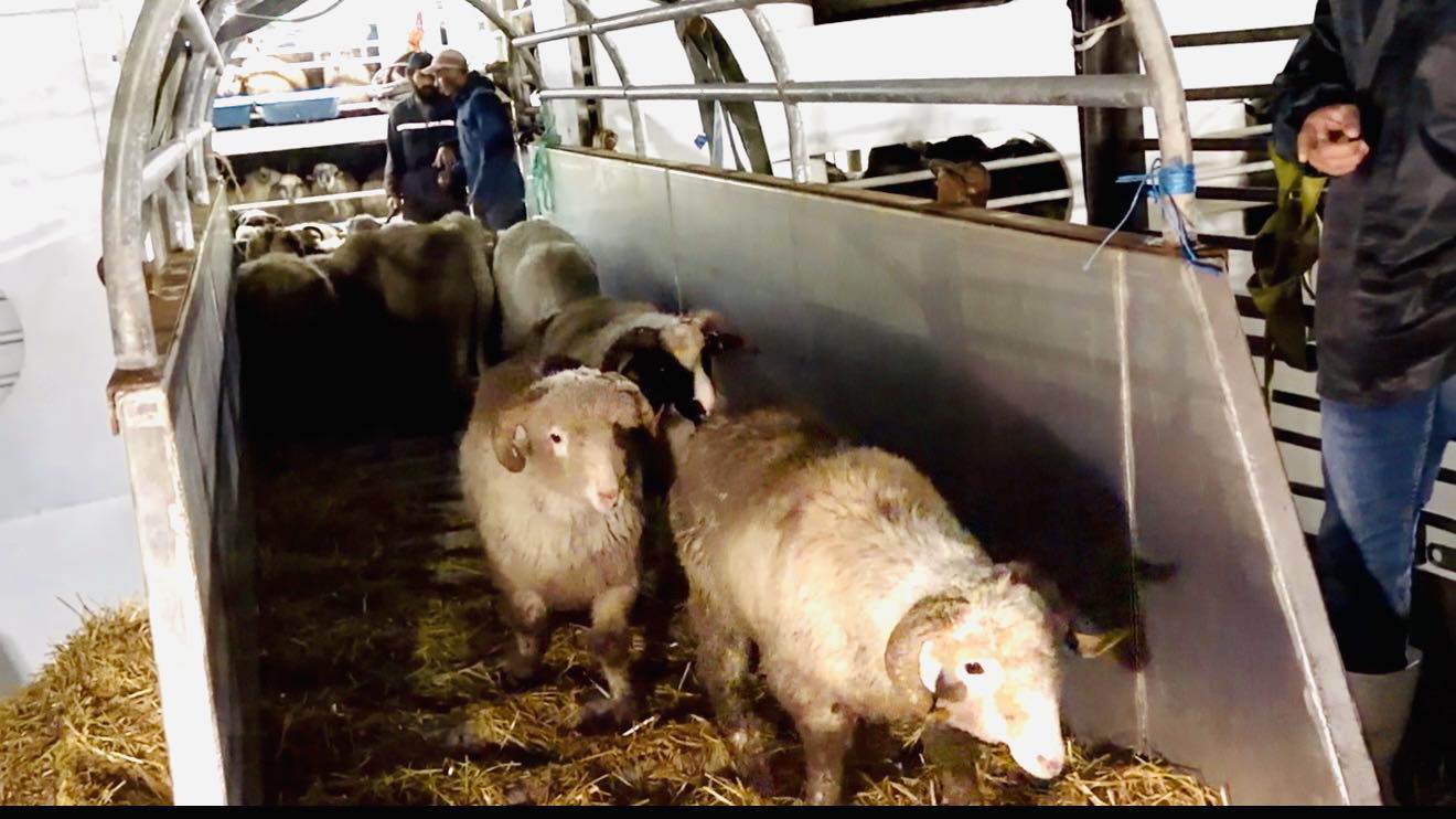 وصول باخرة محملة بـ9400 رأس غنم قادمة من رومانيا