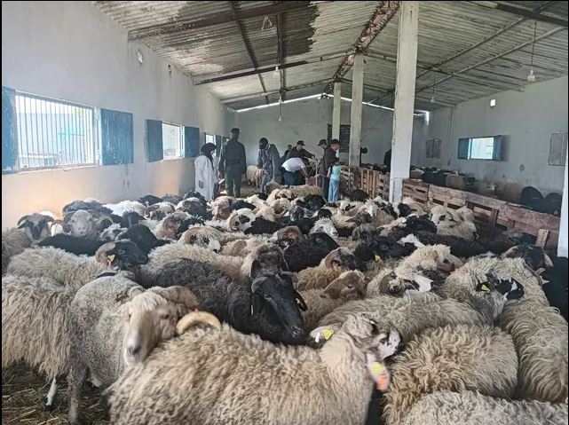 انطلاق بيع أضاحي العيد المستوردة بولاية عنابة