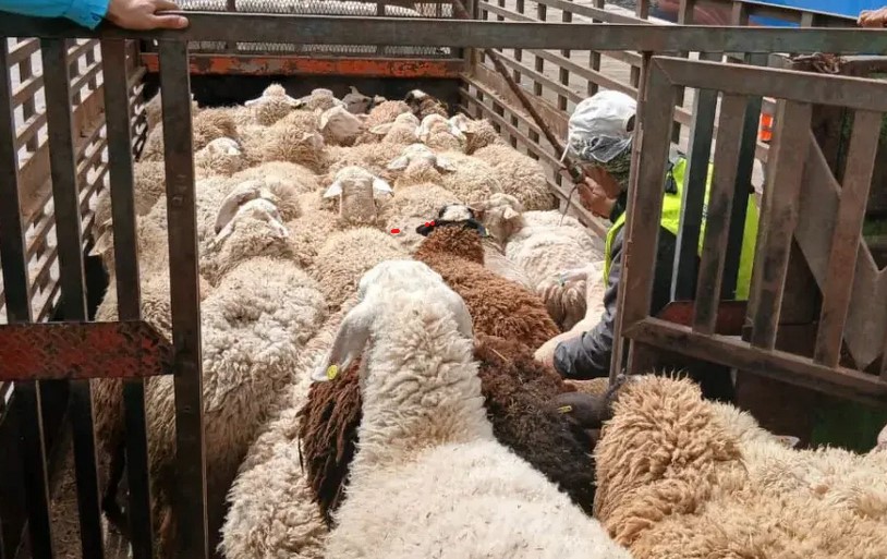 أضاحي العيد ميناء وهران