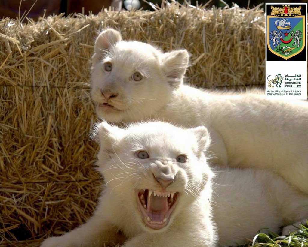 lions