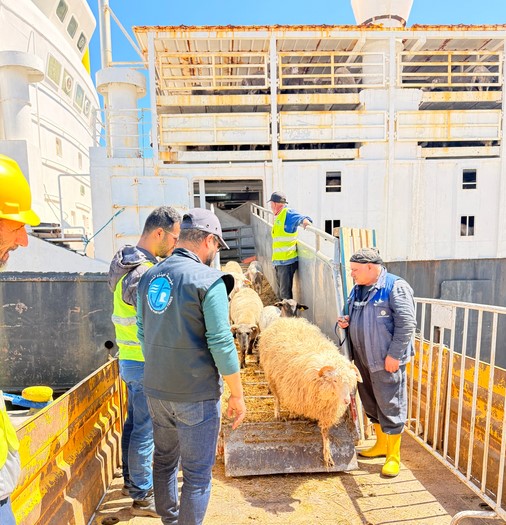 ميناء التنس