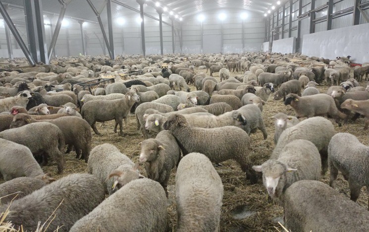 moutons-importes-09.05.26.jpg