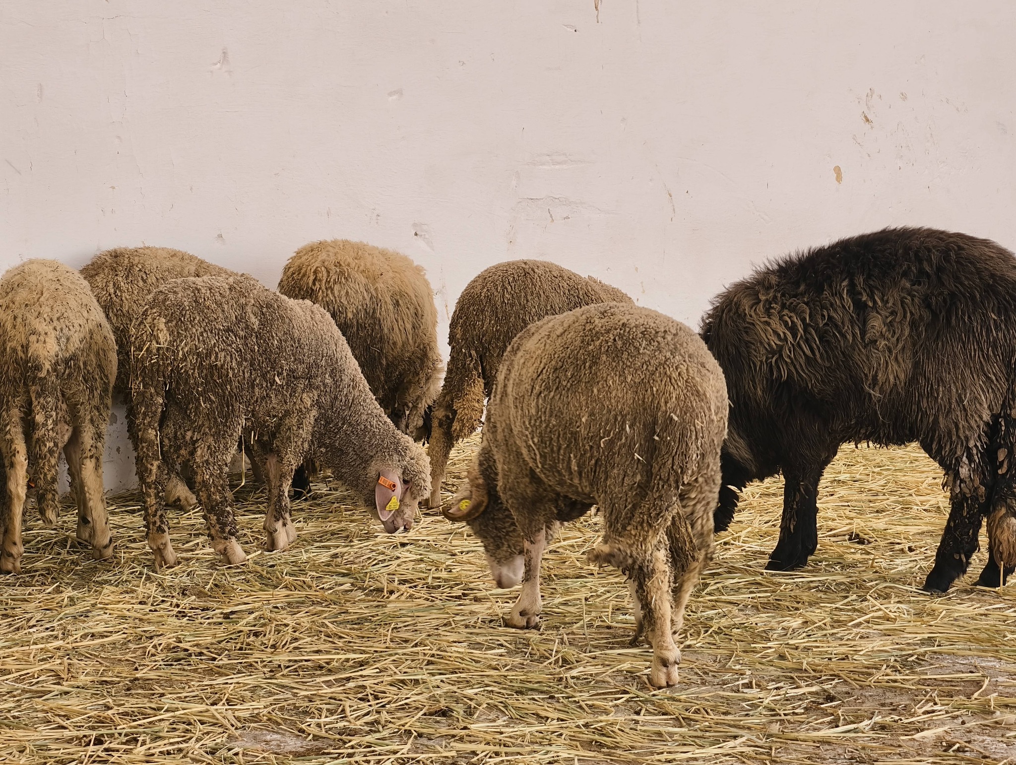 Laghouat : arrivée du premier lot de moutons d'importation et début des ventes dimanche