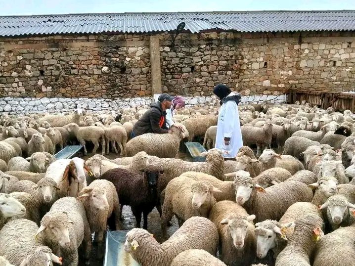 Mascara reçoit un premier quota de 3.300 moutons importés pour l’Aïd