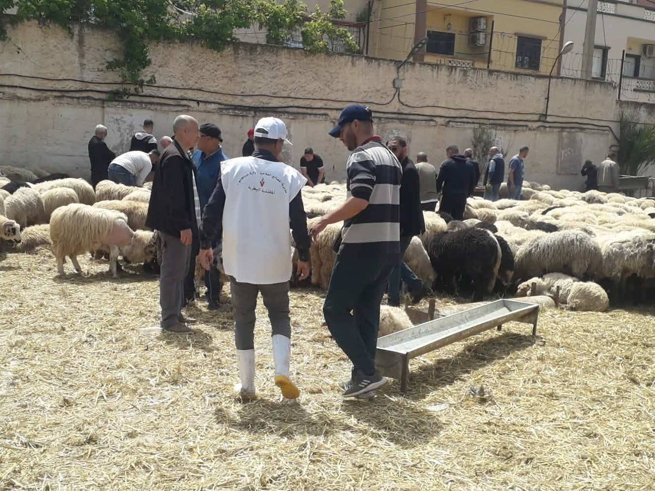 Arrivée à Mostaganem de deux navires transportant plus de 36 000 moutons en provenance de Roumanie et d’Espagne