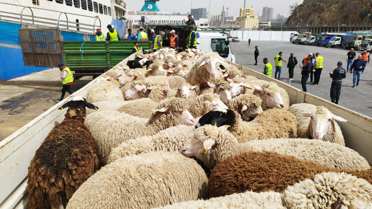 Arrivée à Oran de deux navires chargés de plus de 36.000 têtes ovines en provenance d'Espagne