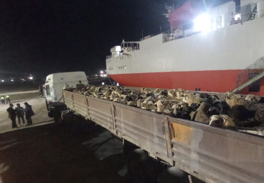 moutons-port-de-djen_djen-25.05.26.jpg