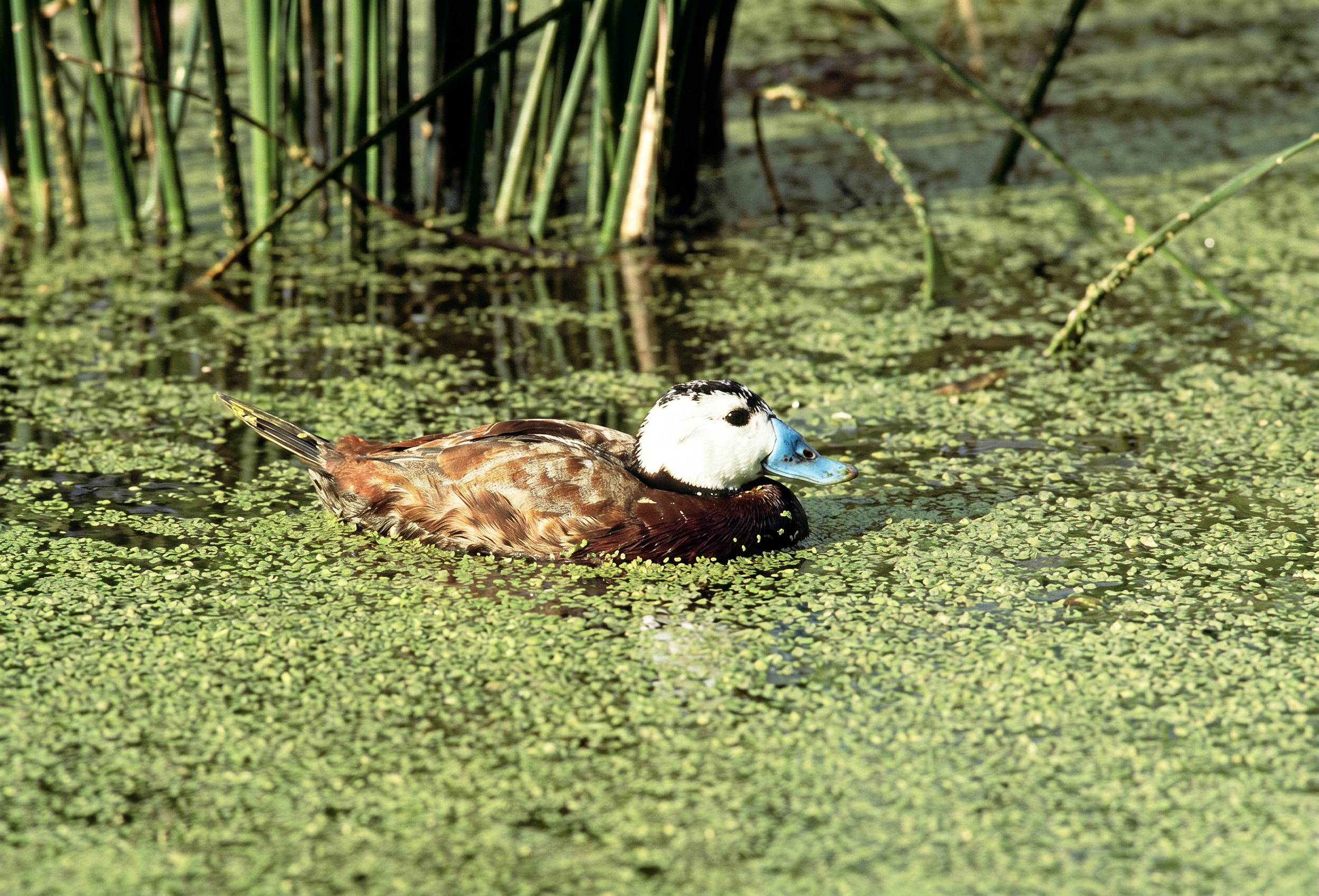 Waterbirds