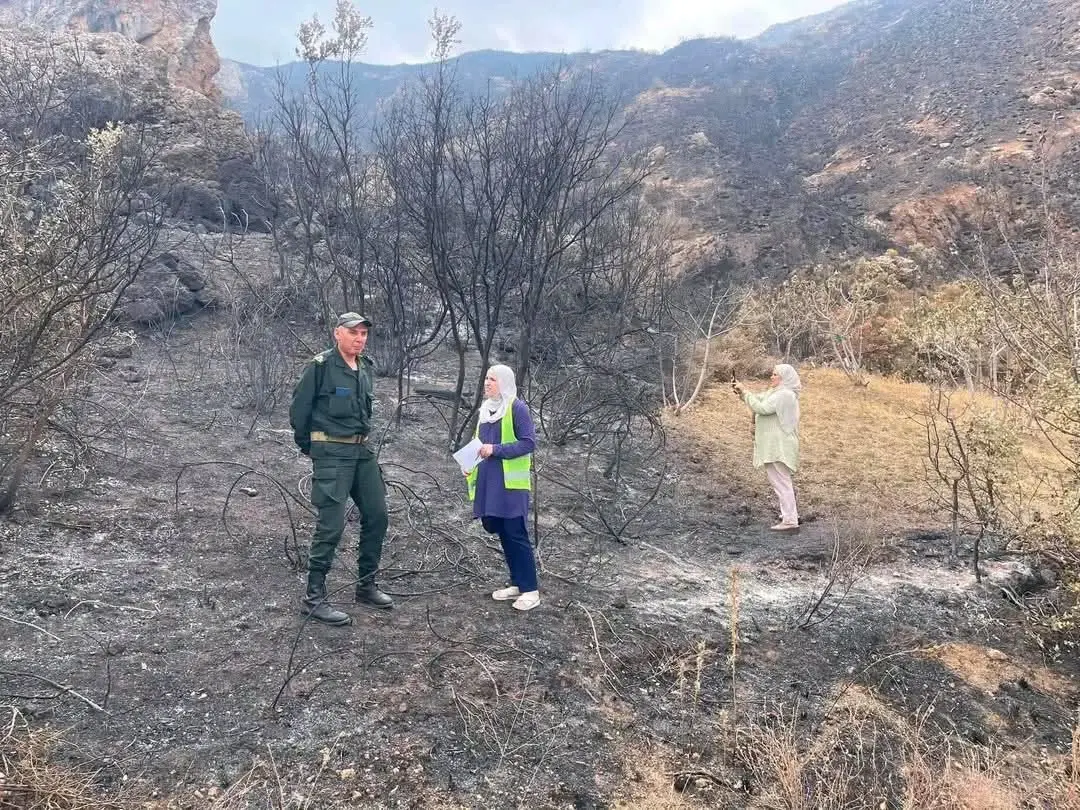 forestfires