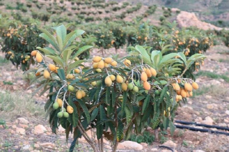 شجرة الأسكدنيا تمتع بـ13 فائدة صحية - أرشيفية