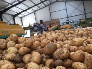 Déstockage de la pomme de terre