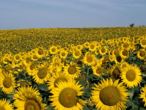 tournesol.png