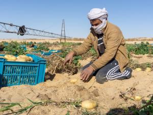 Récolte de la pomme de terre à el Oued