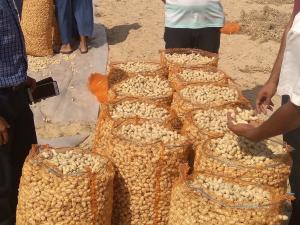 Plus de 115.000 quintaux d'arachides récoltés cette saison à El Oued