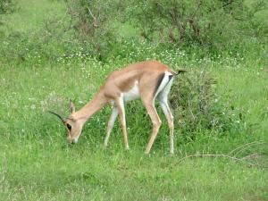 الغزال الصحراوي 