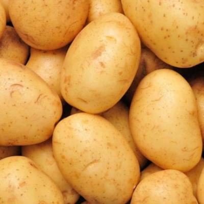 البطاطا 