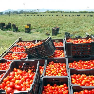 tomate industrielle 16.11.2021