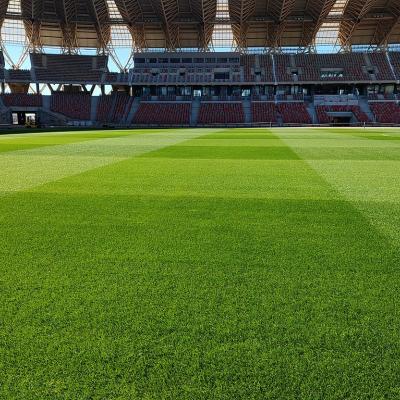 Stade Oran