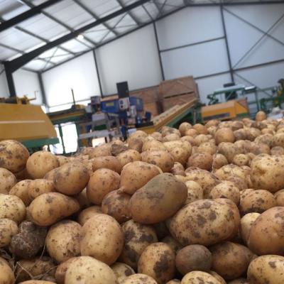 Déstockage de la pomme de terre