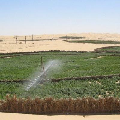 تنمية الزراعات الصناعية في الأراضي الصحراوية 