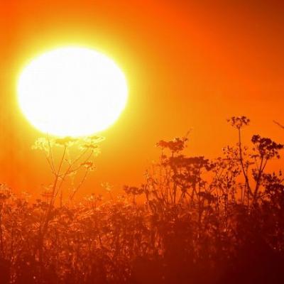 CANICULE.26.06.2022