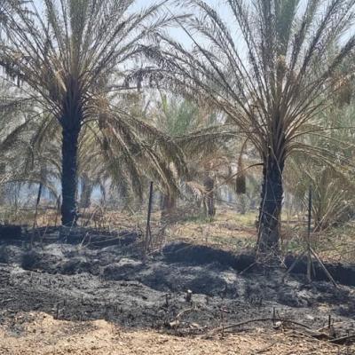Palmeraies incendies