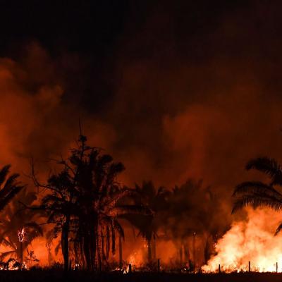 Verger de palmiers-dattiers parti en fumée à M'sila
