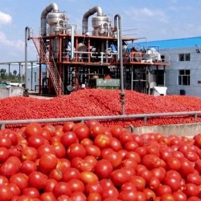 الطماطم الصناعية