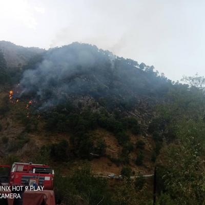 Incendies de forêts