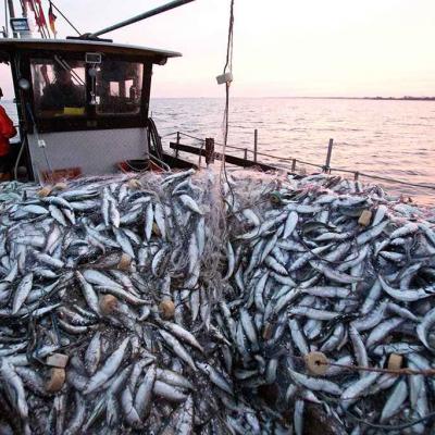 الصيد البحري والمنتجات الصيدية