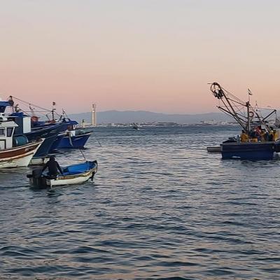 صيد التونة الحمراء: رفع حصة الجزائر إلى 2023 طن خلال حملة السنة المقبلة