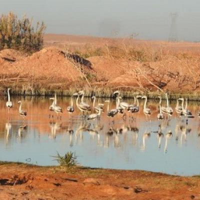 منطقة رطبة بغرداية