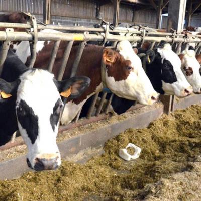 Arrivée du deuxième lot de 2500 têtes bovines pour abattage 