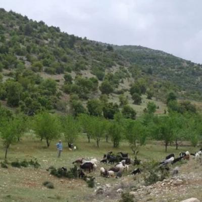 foret_exploi.j