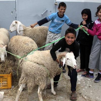 mouton.jpg