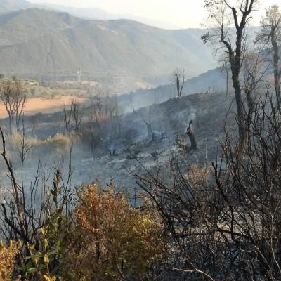 bejaia-incendies.jpg
