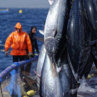 Pêche du thon rouge