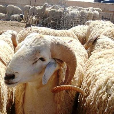 عيد الأضحى