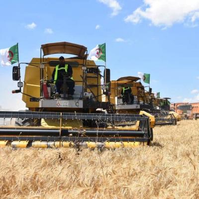 Céréales : vers l'autosuffisance en blé dur d'ici à 2027