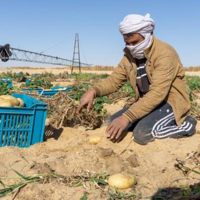 Récolte de la pomme de terre à el Oued