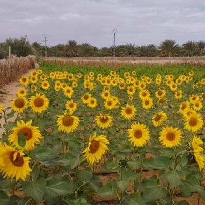 La culture du tournesol dans le Sud algérien