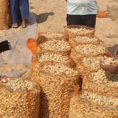 Plus de 115.000 quintaux d'arachides récoltés cette saison à El Oued