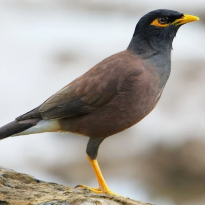 طائر المينا