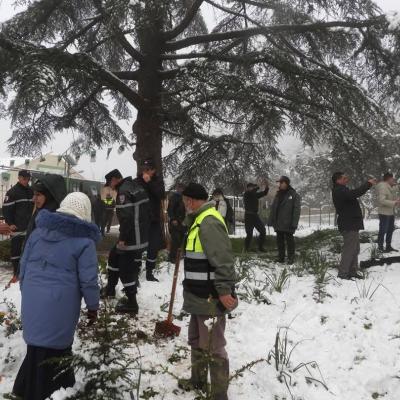 Lancement de la plantation de près de 4.000 plants de cèdre de  l'Atlas dans le parc national de Theniet El-Had 