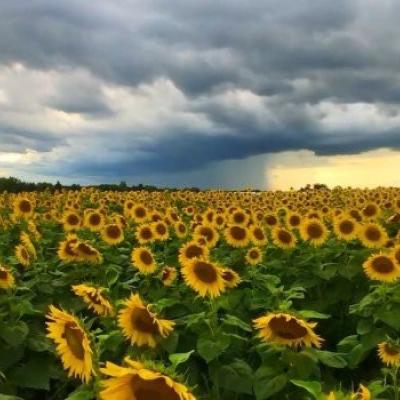 Tournesol