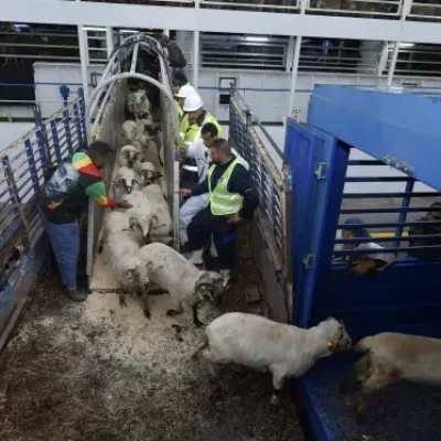 moutons-importes2.jpg