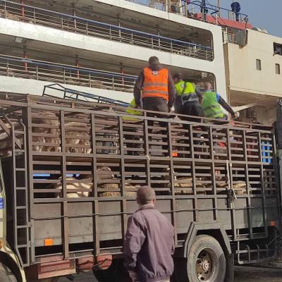 عيد الأضحى وصول باخرة من روؤس غنم إلى الشلف