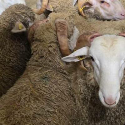  وهران: وصول باخرة قادمة من اسبانيا محملة ب 13 ألف رأس من الغنم