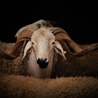 Mouton aid