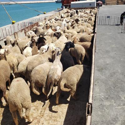 Moutons ports Aid